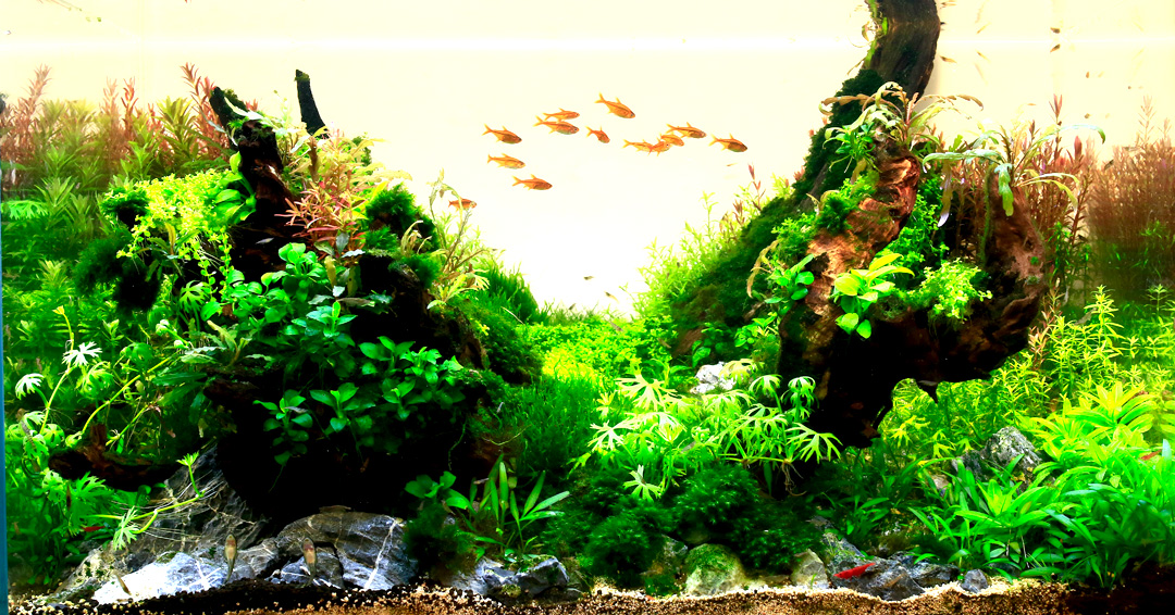 B2NIndia's tweet photo. A stellar nature aquarium by our master aquascapers. 

For further details visit https://t.co/ki6JMJDCh6

#Back2Nature #NatureAquariumDesigners #India #Kolkata #aquascaping #NatureAquariums #plantedaquarium #nature #aquarium #Master #Aquascapers #OneFamily #Team #Teamwork https://t.co/YbkiFYcxZA