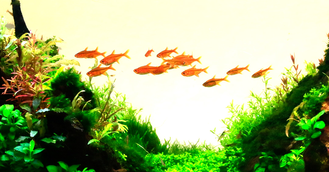 B2NIndia's tweet photo. A stellar nature aquarium by our master aquascapers. 

For further details visit https://t.co/ki6JMJDCh6

#Back2Nature #NatureAquariumDesigners #India #Kolkata #aquascaping #NatureAquariums #plantedaquarium #nature #aquarium #Master #Aquascapers #OneFamily #Team #Teamwork https://t.co/YbkiFYcxZA