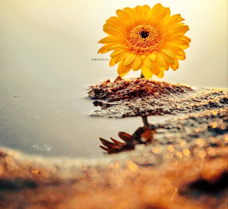 alkhisali's tweet photo. ❍

-

"ثلاثة" اشياء  لا تنساها :

- إذا ظهرت عليك نعمة ؟
فاحمد الله ...

- وإذا تأخر عليك رزق ؟
فاستغفر الله ...

- وإذا أصابتك شدة ؟
قل: لا حول ولا قوة إلا بالله🌹
-
❍
#النصّر_الطائي #الهلال_الشباب #الاتحاد_الفيحاء #توكيلي_لاحمد_طنطاوي #ميره_بليشه_الشامسي298 #بدون_زعل https://t.co/B0HCCo3PZm