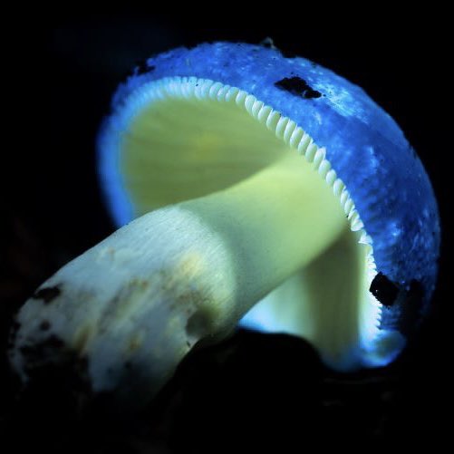 Our biofluorescent night walks with @revealnatureuk are sure to discover some incredible fungi in our private woodland. Join us on 17 & 27 Oct and 14 & 28 November. Find out more and book online - trybooking.com/uk/events/land…