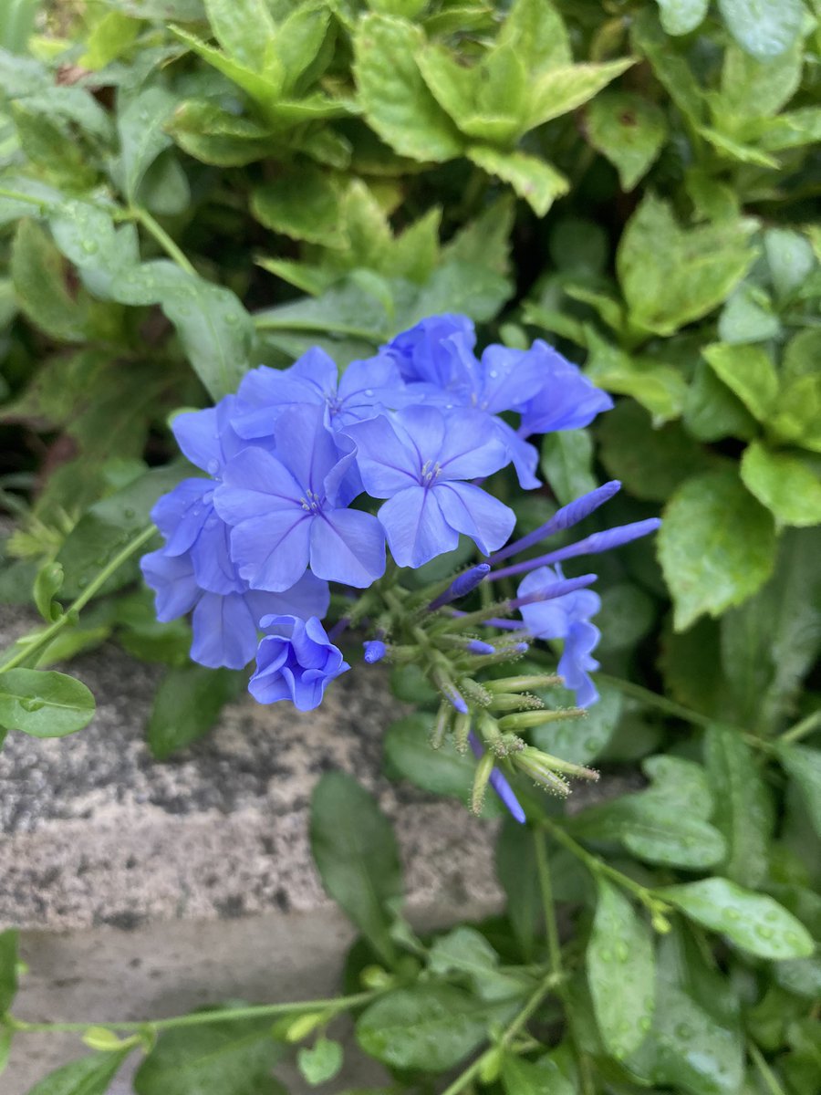 murasaki_hana_'s tweet photo. おはようございます😊🌿
初夏から寒くなるときまで
長い間次々と
花を咲かせ続ける
瑠璃茉莉(ルリマツリ)
今年もよく咲いてくれました☺️
そろそろ😳🧪
暑い夏に頑張ってくれた植物たちに
肥料をあげましょう🪴🚿🙃
皆様が今日も笑顔たくさんの
素敵な一日になりますように...
#Leadwort #Plumbago https://t.co/nWoUPPNLqW