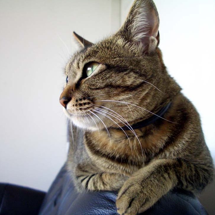 288os's tweet photo. #オッハッヨォォォォォォォウウウウ😺 #キジネコ....🐈
9月30日 - くるみの日 クレーンの日 
10月1日 - 法の日 印章の日 日本酒の日 メガネの日 香水の日 デザインの日 福祉用具の日 浄化槽の日 電動工具の日 国際音楽の日 https://t.co/OX6YV4dm1b