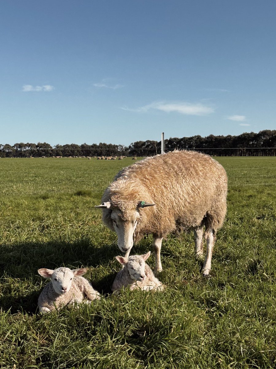 ProBreed's tweet photo. When we started the ProBreed Plus program we hoped to see this 🎯… low 20 micron Maternal sheep 🐑 #maternalefficiency #probreedplus #probreed #asbvs https://t.co/1WgZAQrsVn https://t.co/MDRpjrzmzO