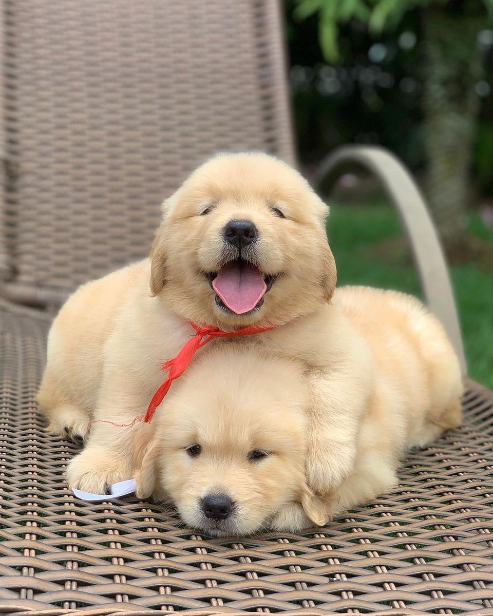 💖 (@twaniimals) on Twitter photo 