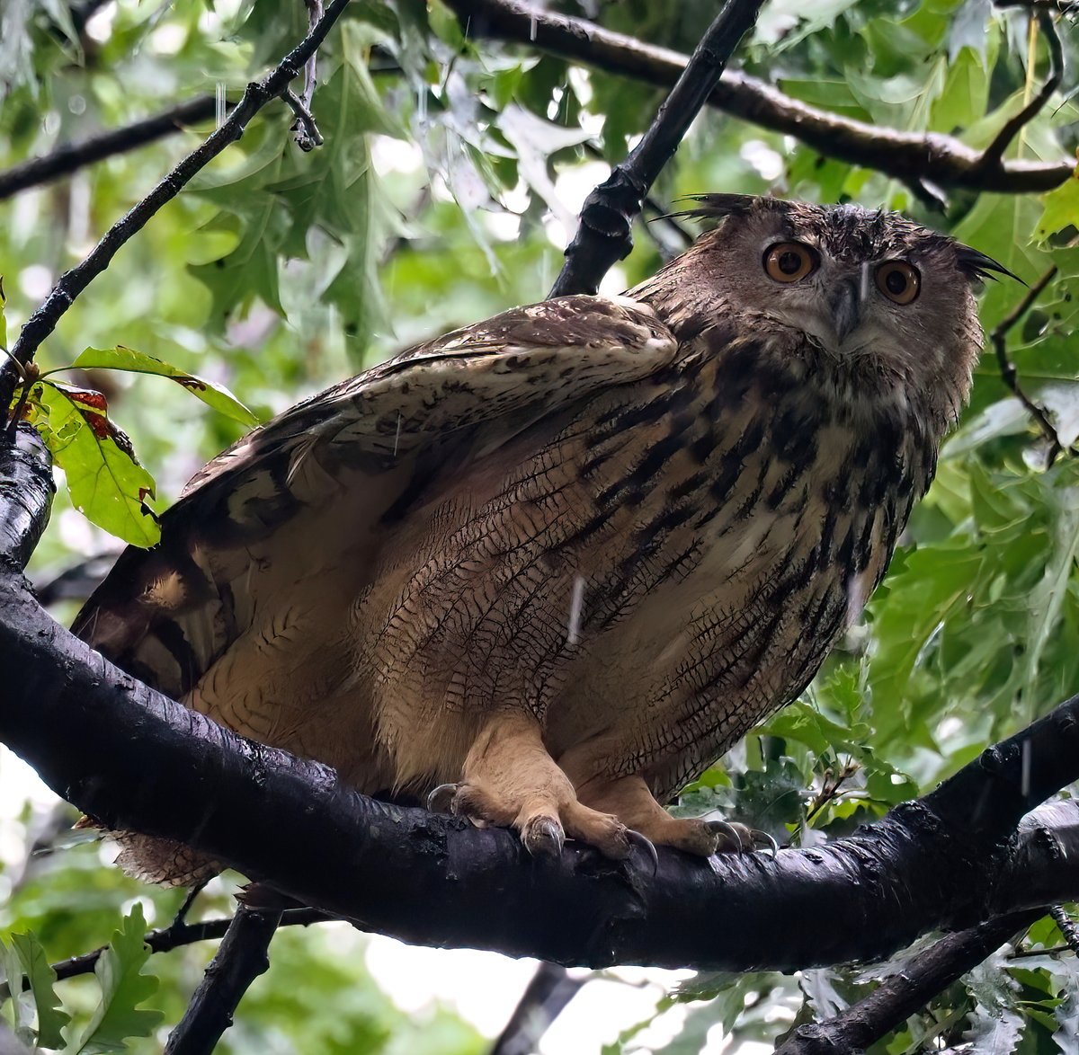 Above_96th tweet media