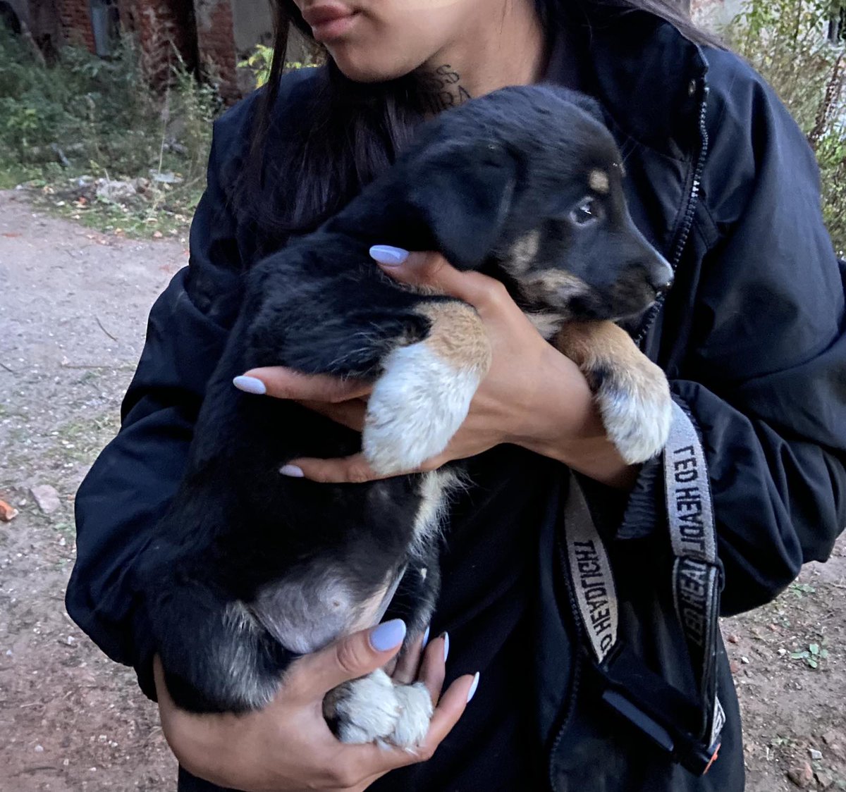 Знакомая девушка-волонтёр была сегодня на заброшенном предприятии в Иванове, там под плитами живут 16 бездомных щенков
Вот один из них на фото 
У Миры на руках
Ребят, я пас... я сознаю, что они смертники
Но помочь не могу (((