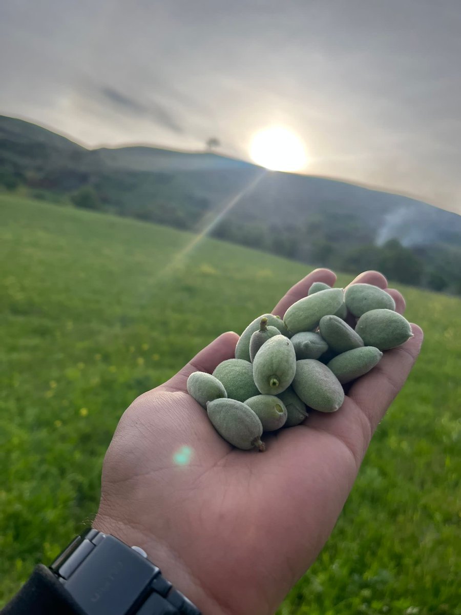AdnanErdem02's tweet photo. SITRATEJİK ÜRÜN BADEM, el bebek gül bebek büyüttük yıllarımızı verdik,emeğimiz , alınterimiz var bu üründe, şimdide devlet bu ürüne sesiz badem ağaçları tek tek sökülüyor bunun bedeli ağır olur #tarım #tarımkredikop https://t.co/ItcU7BtAF7