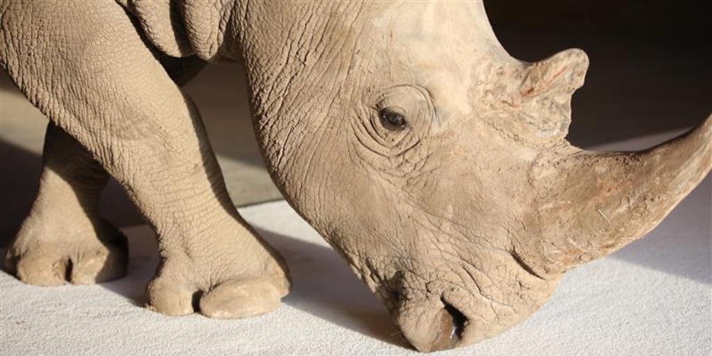 MohawkFlooring's tweet image. Rhino tested, Rhino approved. 🦏 
With #SmartStrand, you can laugh off life&apos;s messes, knowing your #carpet can handle the wildest of challenges. [bit.ly/45sXB6g]

#MohawkFlooring #TheRhinory @TheRhinory #GoodBoyBlake #TeamFive #rhino