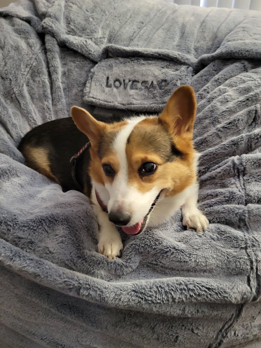 Who wants to snuggle a corgi in the lovesac?