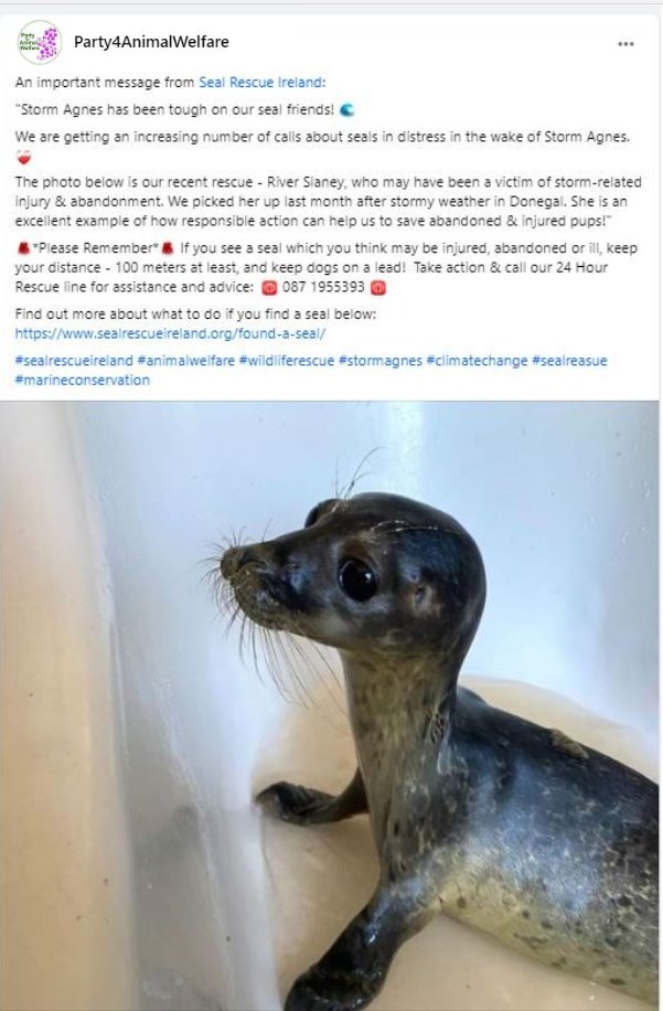 An important message from #SealRescueIreland :
' #StormAgnes  has been tough on our seal friends! 🌊
We are getting an increasing number of calls about seals in distress in the wake of Storm Agnes. ❤️‍🩹
sealrescueireland.org/found-a-seal/