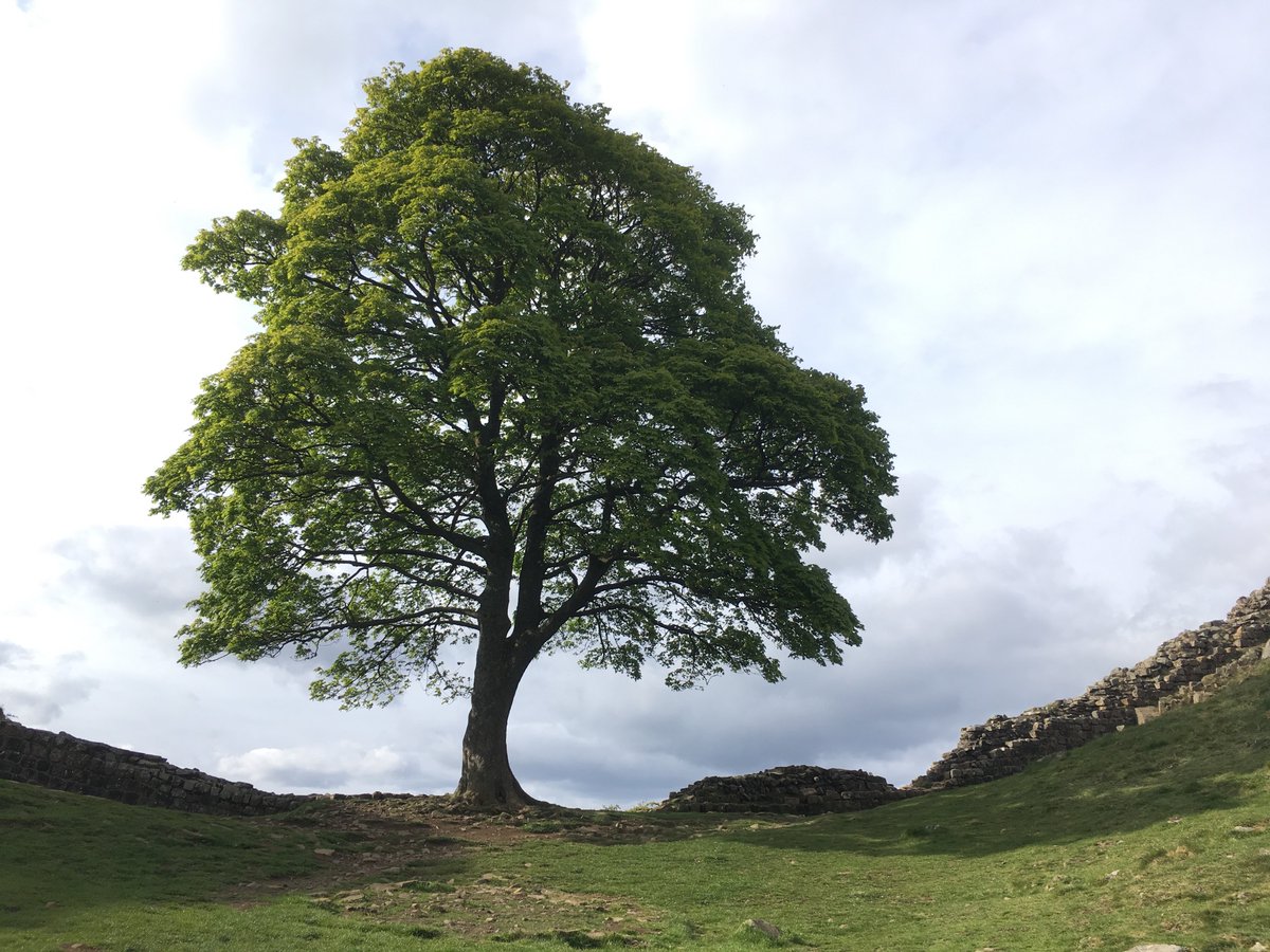 #SycamoreGap