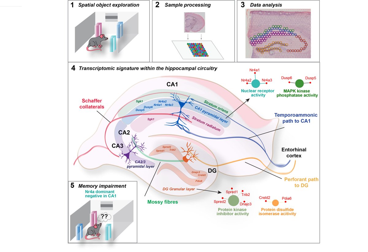 Snehajyoti3's tweet photo. Our latest research utilizing spatial transcriptomics to elucidate localized gene expression patterns across hippocampal subregions during memory consolidation has just been published @NatureComms https://t.co/tyJe1EM48p
#Chatterjee lab @TedAbelneuro  @UIowaNeuro @IowaNeuroPharm https://t.co/VdML7dmYhk