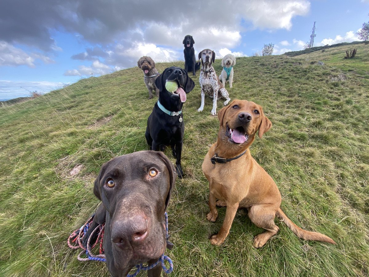 In a world full of hate, love dogs!!! #dogs 
💙🧡❤️