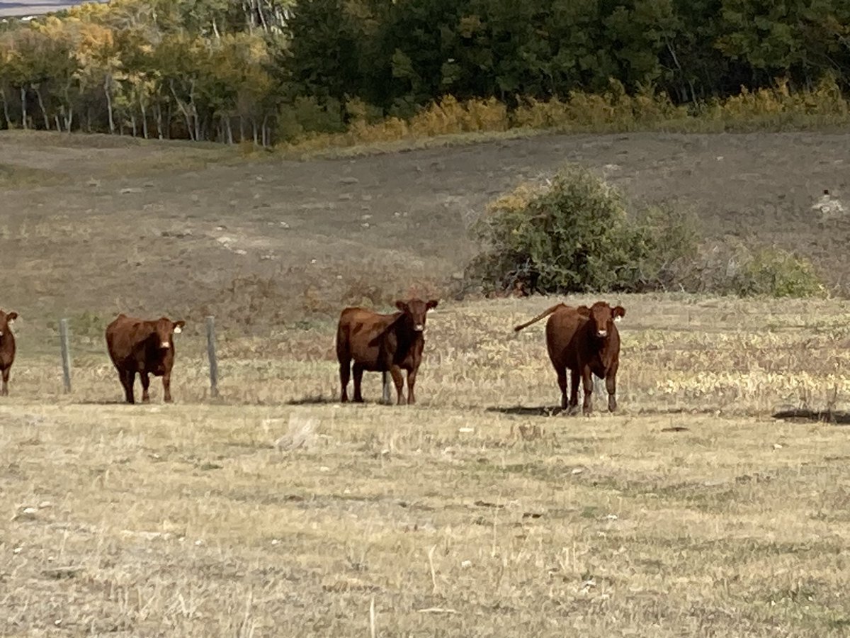 Rusty the Chem guy tweet media