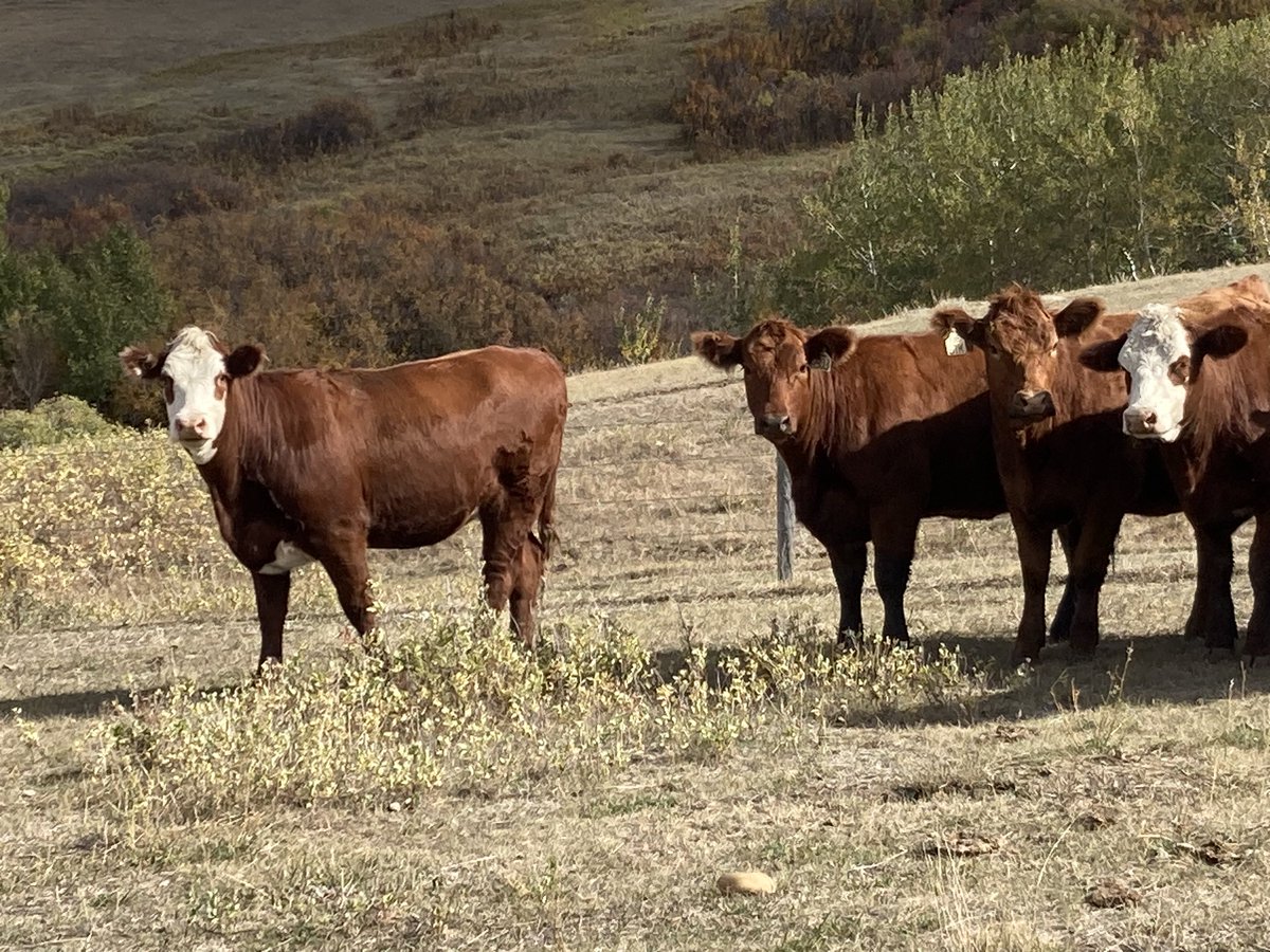 Rusty the Chem guy tweet media