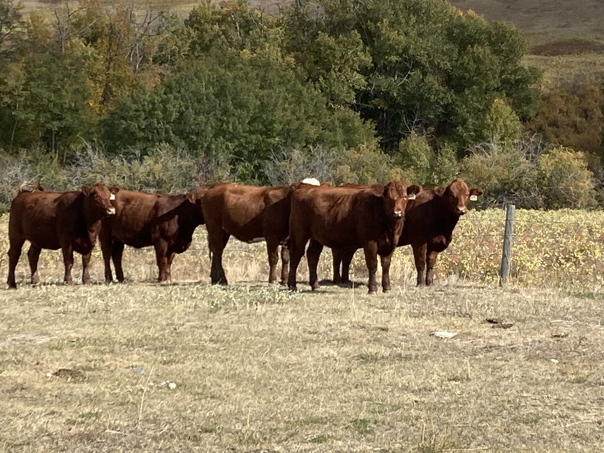 Rusty the Chem guy tweet media