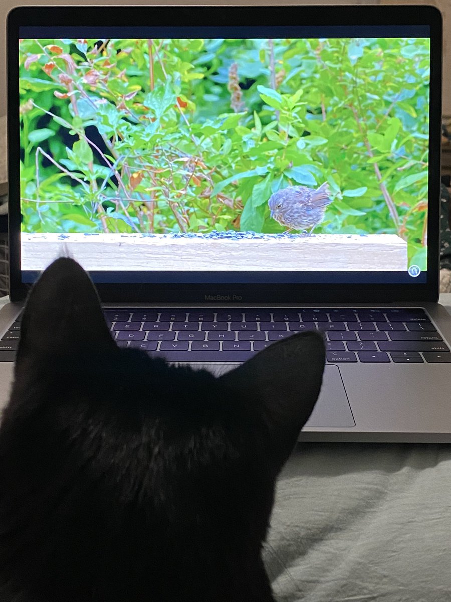 exoddiction's tweet photo. luna is the best <3 she loves to go outside and watch birds!! #CatCoser https://t.co/RtYDoVWB3E