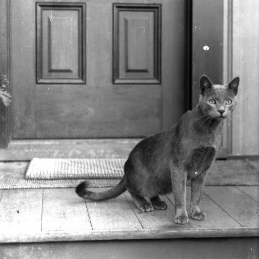 PGMuseum's tweet photo. This #FlashbackFriday enjoy an 1890 C.K. Tuttle of a curious feline on the front steps of the Trimmer Cottage! #PacificGrove #History #Cats https://t.co/iAvu0hQwf3