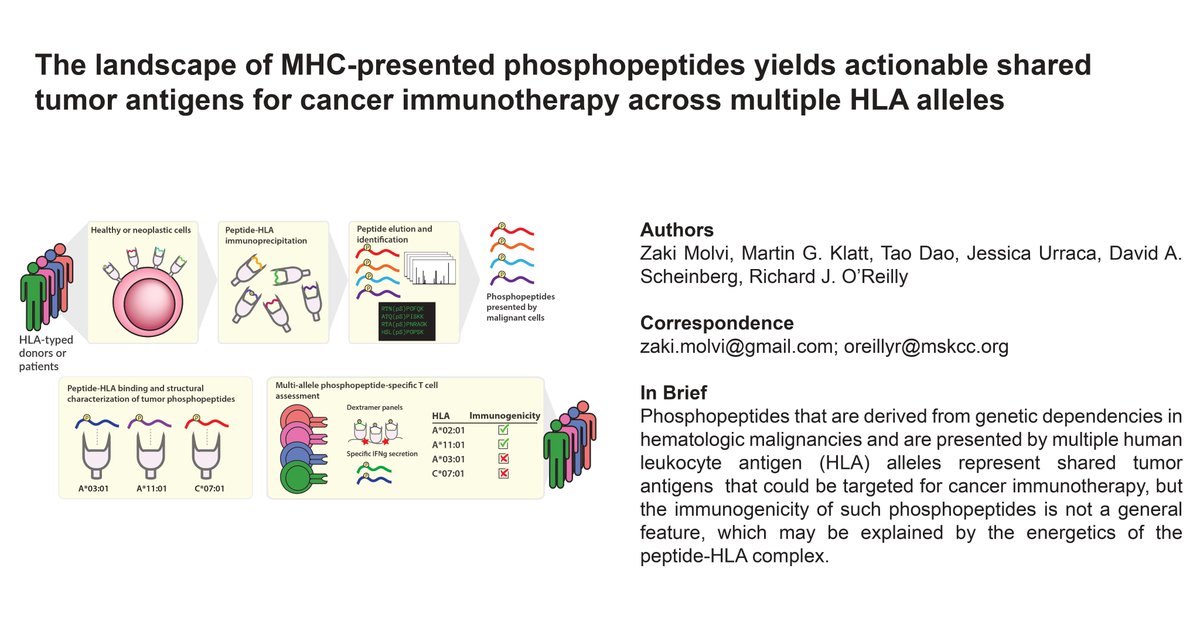 jitcancer's tweet photo. New #JITC article: The landscape of MHC-presented phosphopeptides yields actionable shared tumor antigens for cancer immunotherapy across multiple HLA alleles https://t.co/Cgjg3b54rZ https://t.co/zNMg0UM1Y0