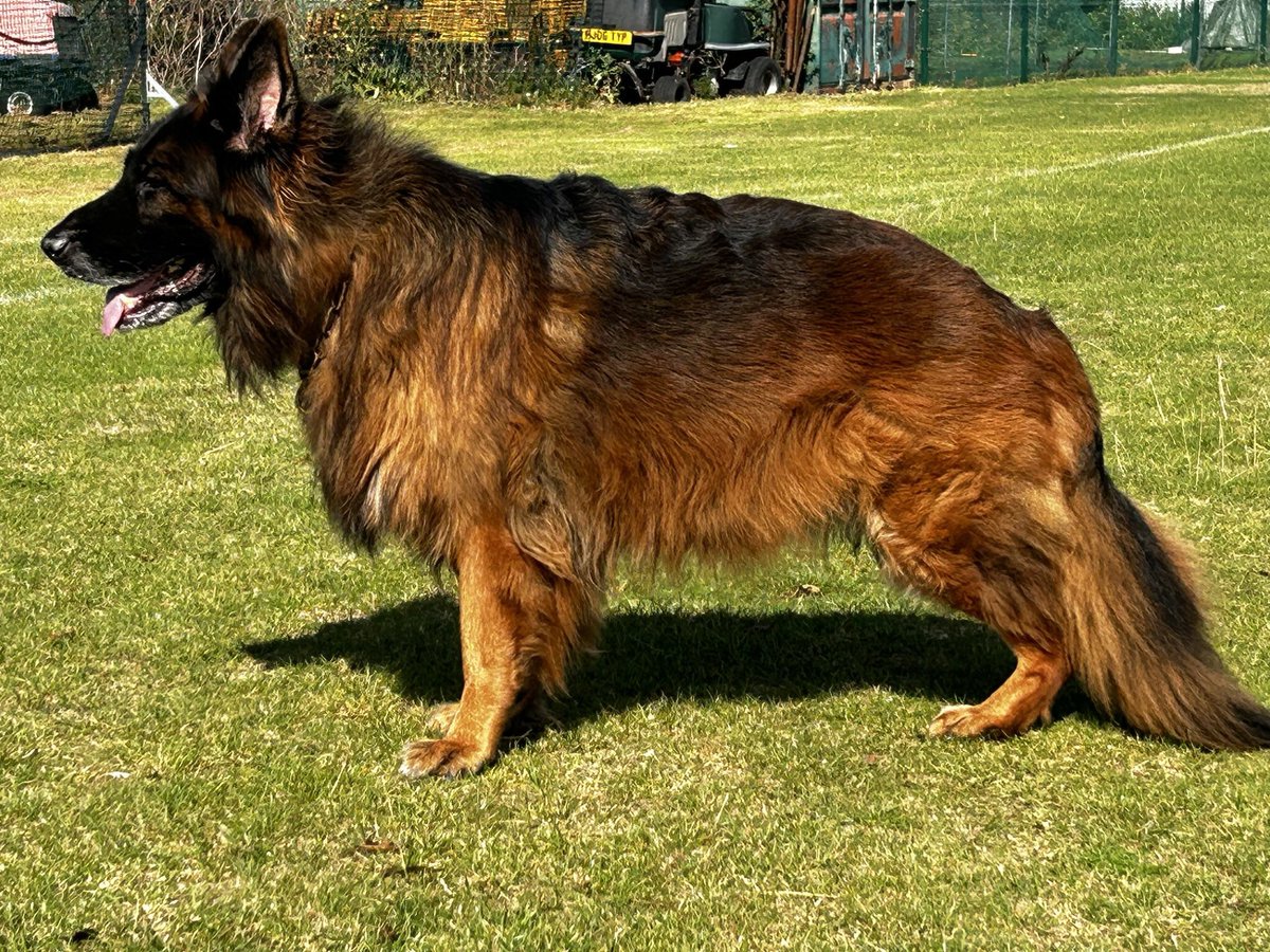 RayBates57's tweet photo. Valli had a good run out before popped into school, despite it being our dogs day off we made a small break through yesterday with a little person so we followed it up today. Sometimes it takes months to breakthrough so we take advantage anywhere we can.
#Speachdelay #Therapydog https://t.co/P8pcgNkxz9