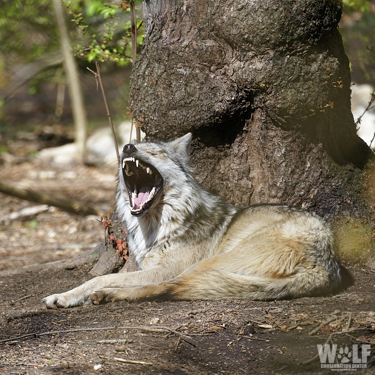 nywolforg's tweet photo. Wolves have 42 teeth!  

12 incisors, 4 canines, 16 premolars, 10 molars. Canine teeth are for puncturing/gripping prey. Wolves nibble meat off the bone with front incisors. Sharp carnassial teeth work like scissors to sheer meat away from bones. Molars are for grinding/crushing. https://t.co/LltVTxxhJP