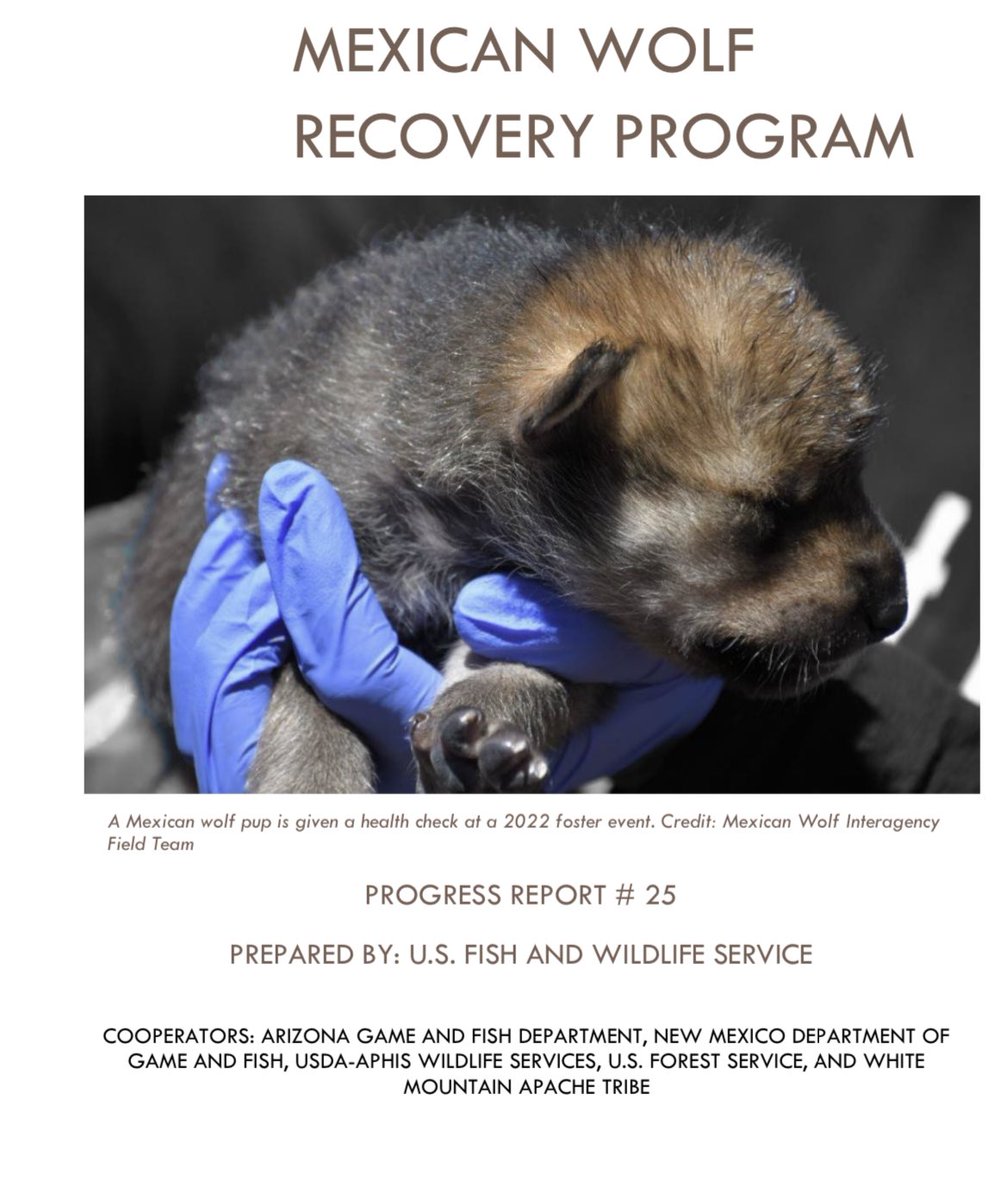 ScottTBoyle's tweet photo. In case you missed it and are interested in what is happening with the Mexican Gray Wolf population here in the southwest. The @USFWS released their annual report a few weeks ago. Go check it out. 

Find it at: https://t.co/MuPGurKNoL https://t.co/jcKxU6yvGP