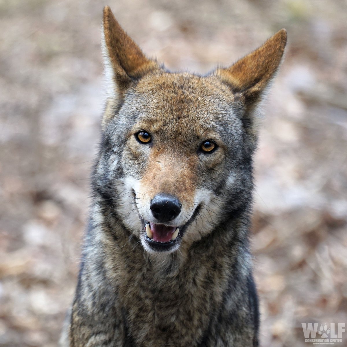 nywolforg's tweet photo. Hello! My name is Lava. Who are you? https://t.co/AF1upuXbhk