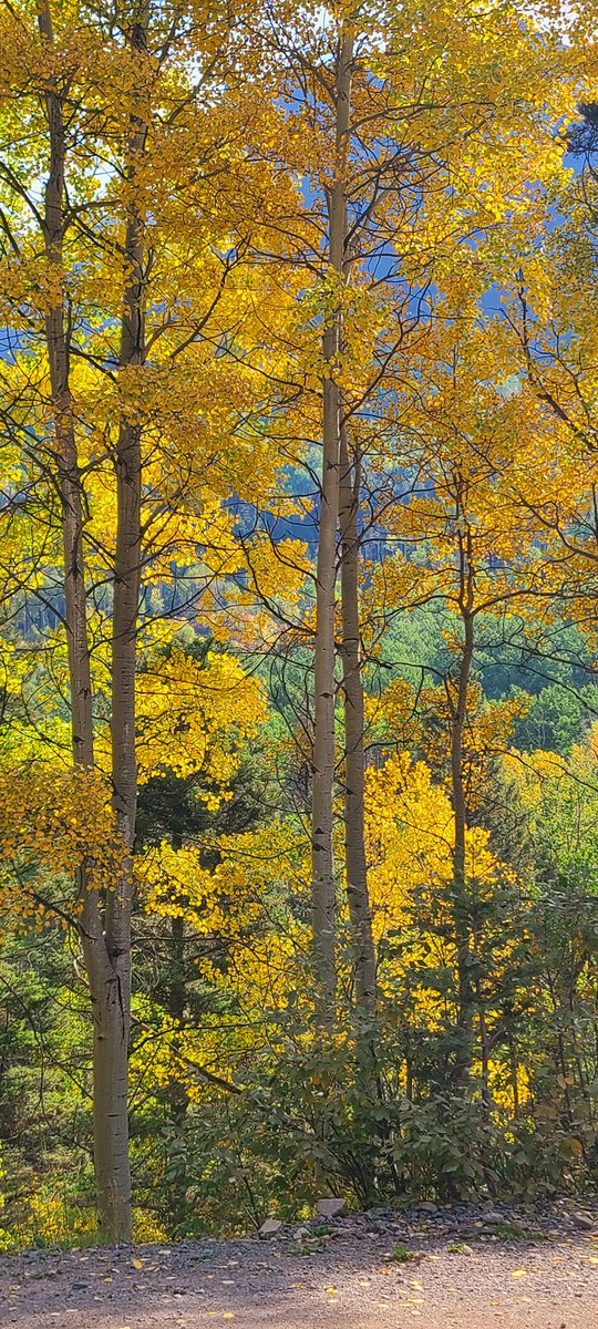 DenverChannel's tweet photo. "I love these Fall Colors 😍
Ouray, Colorado 🍂"

📸: Tami Roberts - Discover Colorado | Through your photos https://t.co/z4XDTj39TO