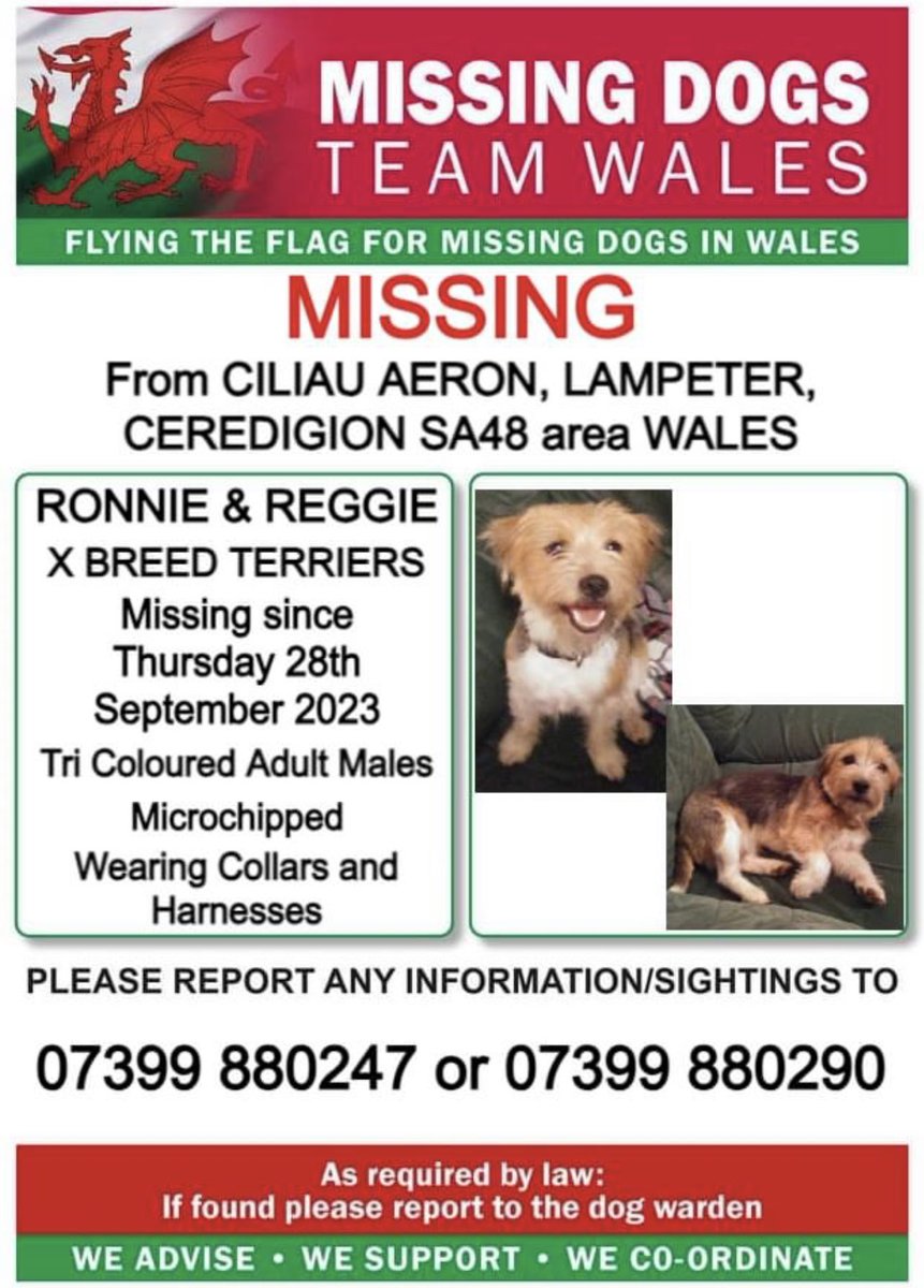 missingdogwales's tweet photo. ❗❗RONNIE & REGGIE, MISSING FROM #CILIAUAERON, #LAMPETER, #CEREDIGION, #SA48 area #WALES ❗❗
❗SINCE THURSDAY 28th SEPTEMBER 2023.
❗PLEASE LOOK OUT FOR THEM AND CALL NUMBER ON POSTER WITH ANY SIGHTINGS/INFORMATION ❗ https://t.co/GqFcM6BRgD
