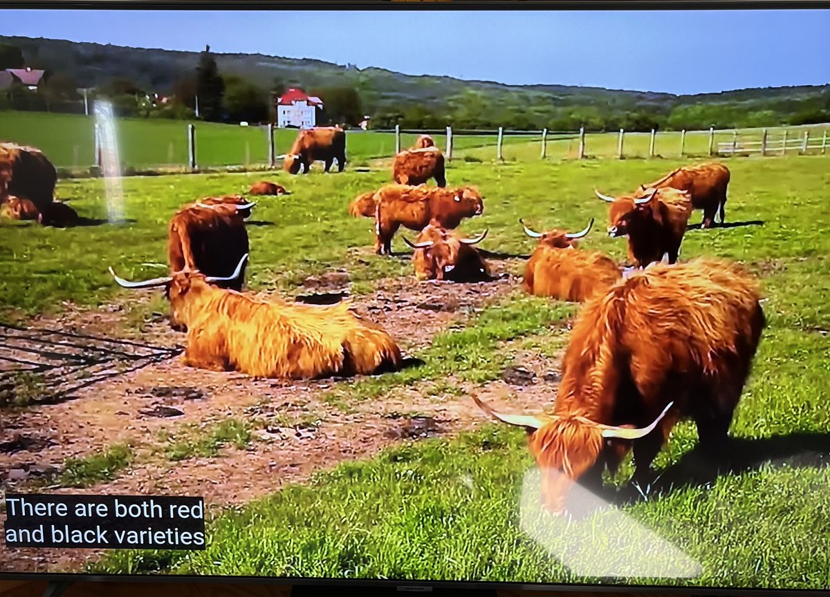 oldbeefguy's tweet image. According to the Jeopardy game show staff this is a photo of Red Angus cattle. Good research on display.