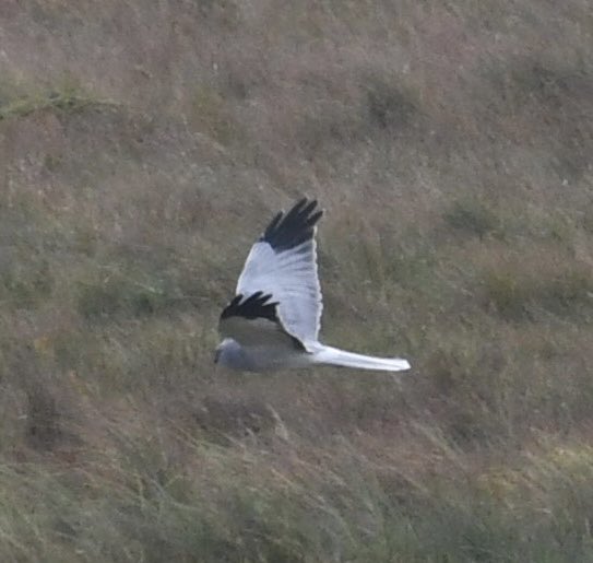 Male HenHarrier Durham Dales today