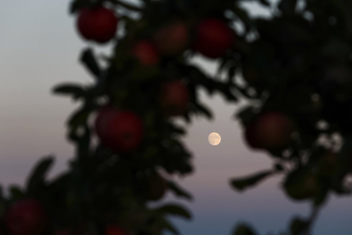 petermarteka's tweet photo. No visible full Harvest Moon rise tonight thanks to the 2,533rd day of rain this year. So here’s another from Wednesday night. #Middlefield #Skytember https://t.co/HjpdEl7zEw