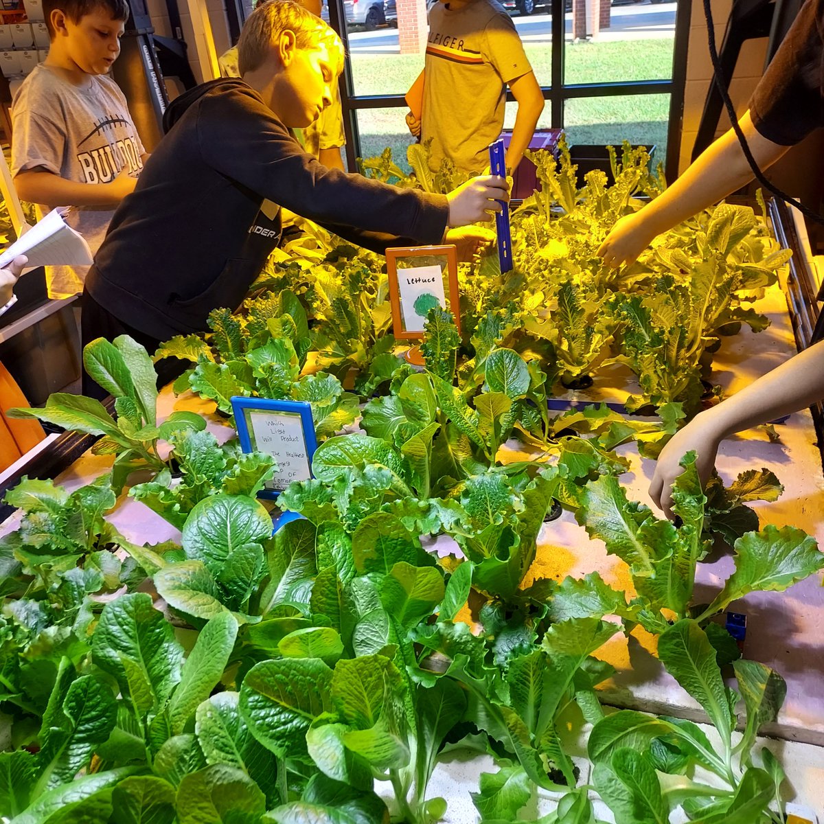 Lettuce is GROWING!!❤️🥬 @Hubb