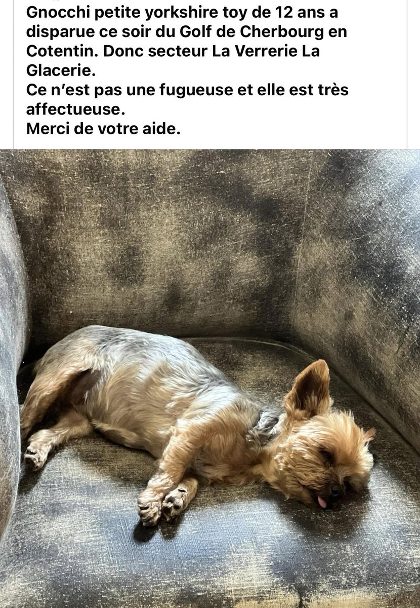 C’est mon petit chien 🥺 vous pouvez partager s’il vous plaît?✨🥺 merci beaucoup