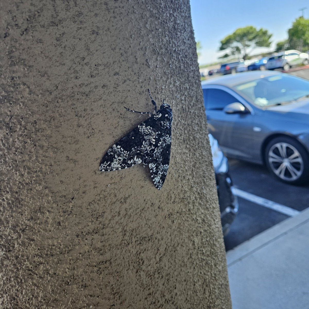 AfterAnAutopsy_'s tweet photo. Came across the coolest moth ever at work https://t.co/swiTPxCijd