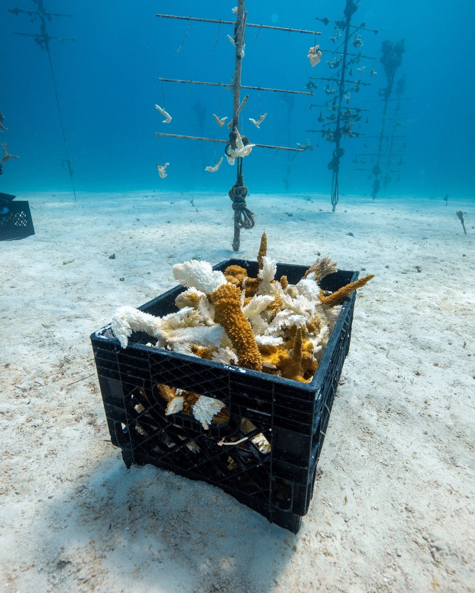 coralcrf's tweet image. This week's #FridayFieldUpdate is all about our in-water nurseries! Maintaining optimal conditions for our corals in the nurseries is a perpetual endeavor which is why this week focused on tree maintenance and disease removal.