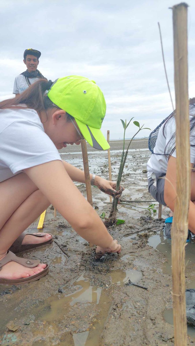 PonceLharz's tweet photo. We planted 200 black mangroves at Sulima, Cotcot, Liloan. 😊🌱🌱🌱🌏 @Jaijaikho @beach_token $BEACH #saveouroceans #saveourseas #Beachaction 
Click the link below to view more of our activities 😊👇
https://t.co/qyb66fVN2c https://t.co/8IisSjK2UI