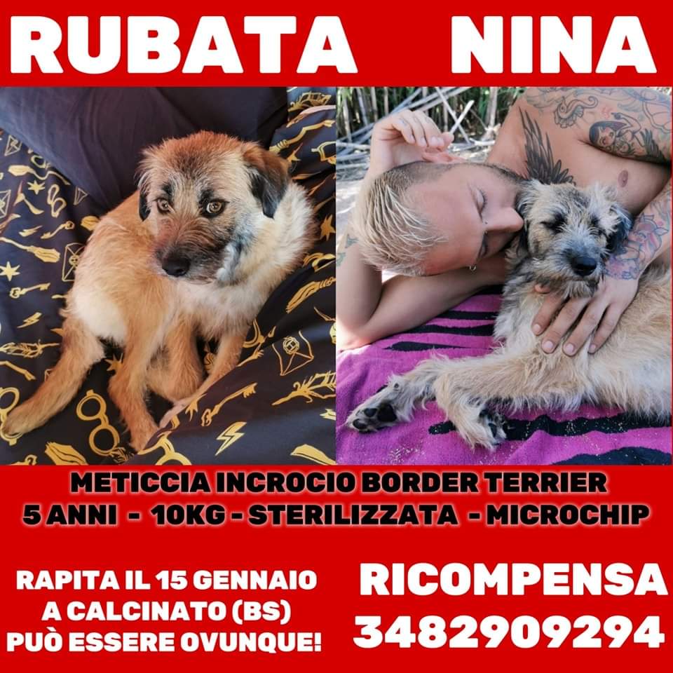 unonlus's tweet photo. #nina e stata #rubata a gennaio 🆘️🆘️🙏🏻🙏🏻🙏🏻🆘️
Il suo papà è disperato 🥺🥺🥺
Per segnalazioni Nick 3482909294
PETIZIONE:
https://t.co/rVSBxxhrDL
PAGINA FACEBOOK PER NINA:
https://t.co/SZlnvdLSzB
VIDEO APPELLO:
https://t.co/bywqrbux8X https://t.co/51MlNLaARQ