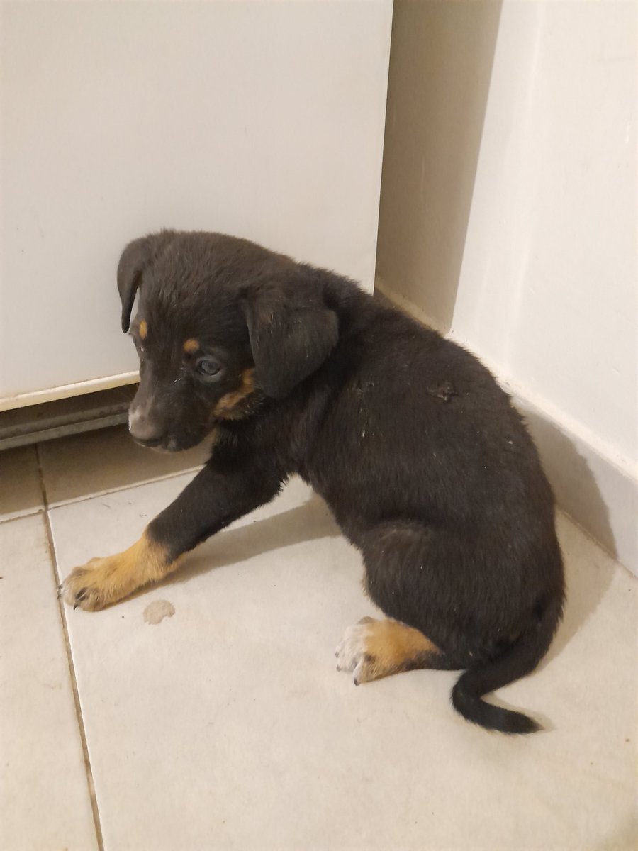 SantiMayz's tweet photo. Me encontre un cachorro ayer a la noche en el medio de la calle, si alguien lo puede adoptar o si conocen a alguien que quiera adoptar que me escriba porfa. O si alguno puede darme una mano con el tema adopciones, yo lamentablemente no lo puedo tener, gracias❤️🙏🏼 @VivireNuevaCba https://t.co/Ck81wiHVnM