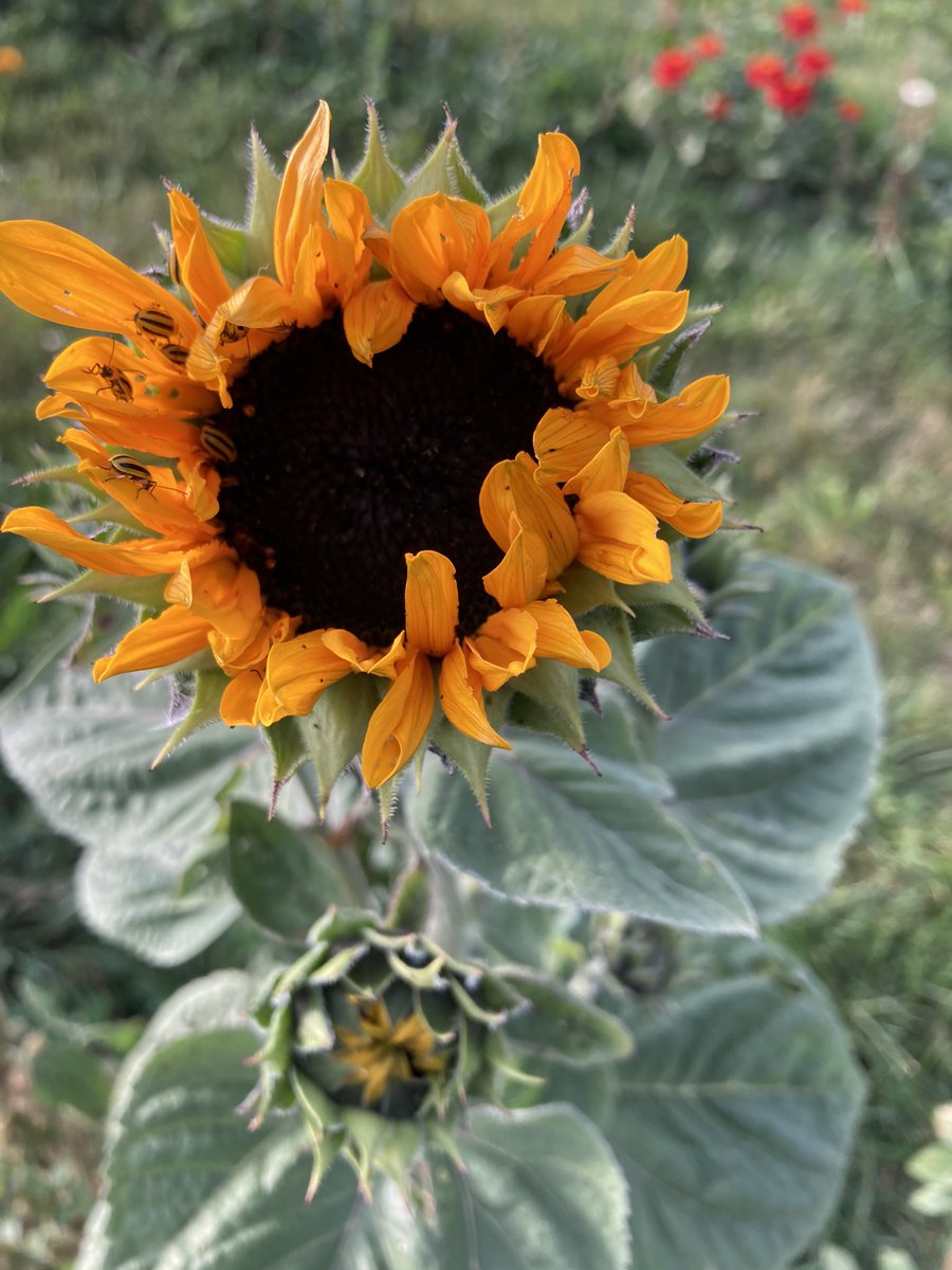 ForsytheFarms's tweet photo. It's another beautiful weekend on the farm! Once again we want to celebrate friendships - create a bouquet for you, &amp; then make one for a friend for free!  Share the love &amp; show them you care. 
#bogo #flowers #cutyourownflowers #visitydh #getoutside #natureunfiltered https://t.co/ibS4kn4Dkj