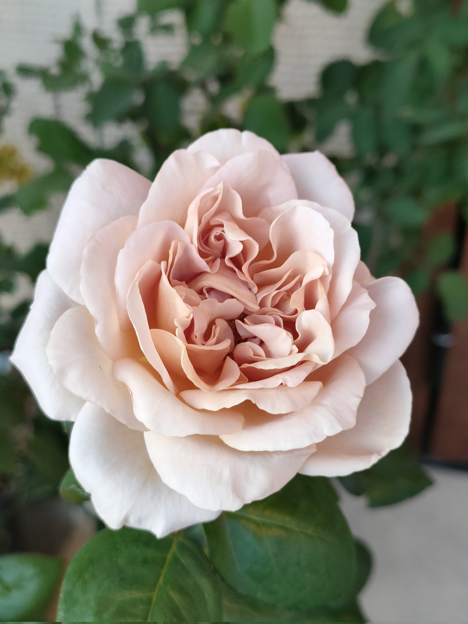 9/17 超希少　販売無し　良苗　魅惑のバラ　ブルーショコラ　左側は室内撮影 ブルーショコラ - Search / X