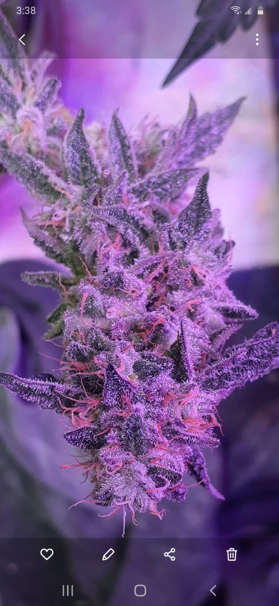 Second grow looks amazing but still alot to learn working progress!!!!!