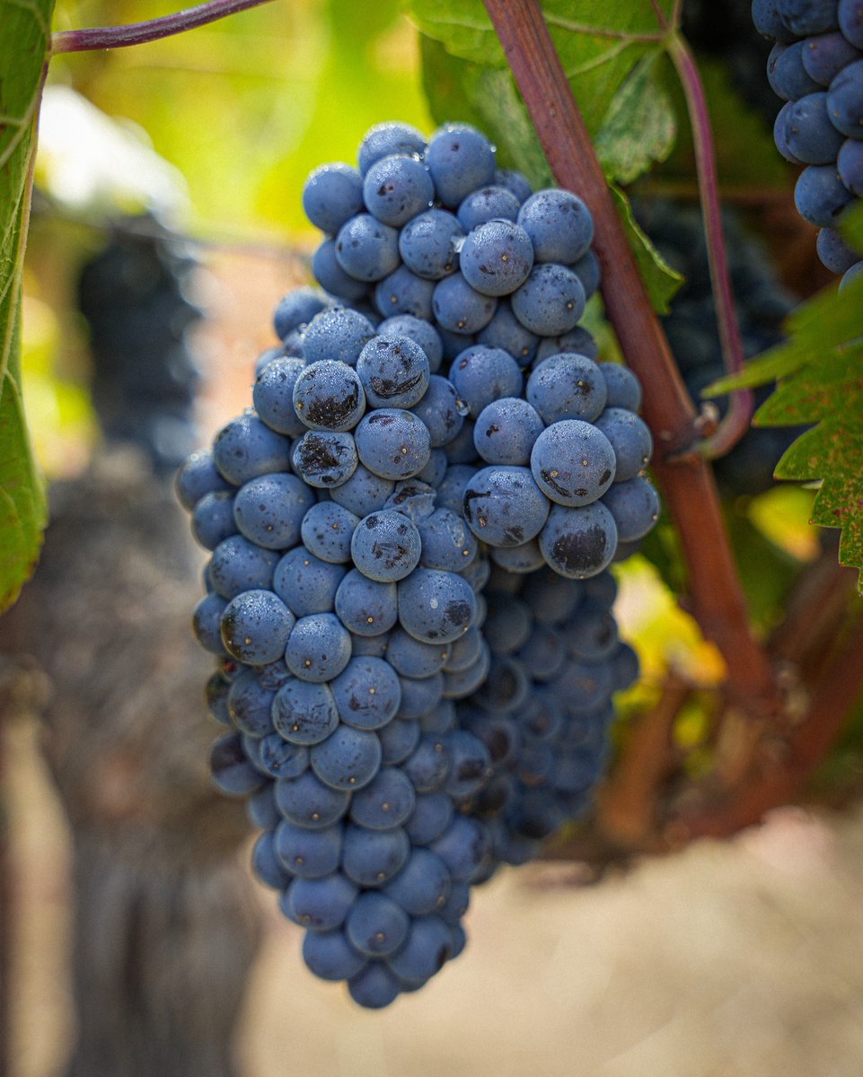 Domaine Anderson Winery tweet media