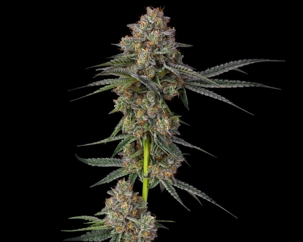 Winefoot and Sinmint Sundae are flying out in the wild, if you want to try these cultivars grab'em soon 🏃‍♂️ 

These are some top contenders from our hunt of the Sinmint Cookies Box 🏆

We've got more coming soon!

#HaveYouSkördLately