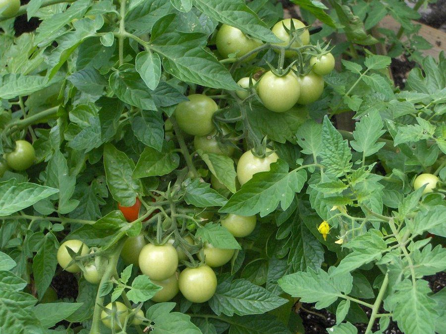 ¿Cómo se podan los tomates para que sean más grandes y sabrosos?
buff.ly/3JiZicl