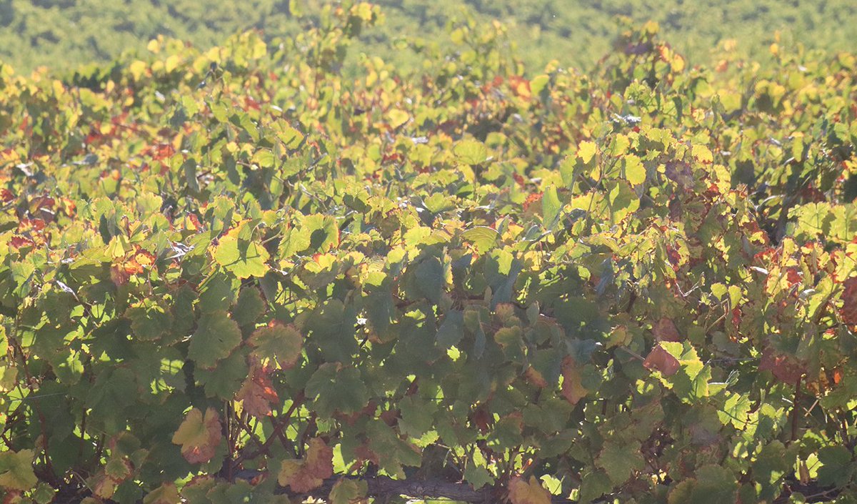 On #FromTheFieldFriday, it’s #harvest season here in #PasoRobles just a few minutes down the highway from our North County office. The weather is still warm by day, but #winegrape harvest crews are busy getting going in the late evening and early morning when the weather cools.