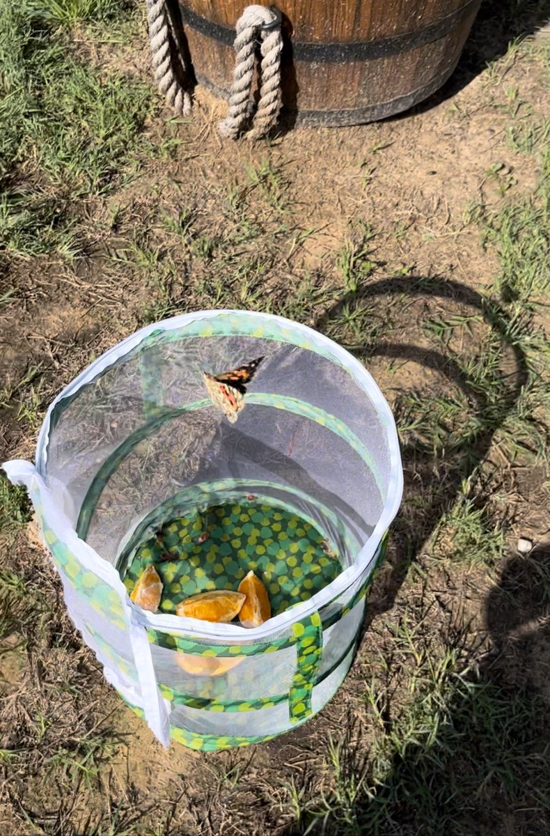 mrscoddsclass's tweet photo. We said goodbye to our butterfly friends today! Adding 5 new painted lady butterflies to our butterfly garden! #secondgradescience https://t.co/9XV3eEO3jE