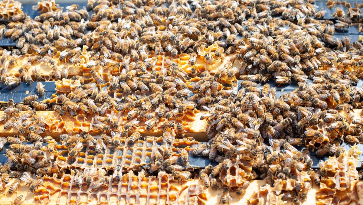 MuscleHoney's tweet photo. Suns out bees out https://t.co/wmnAu5j30z