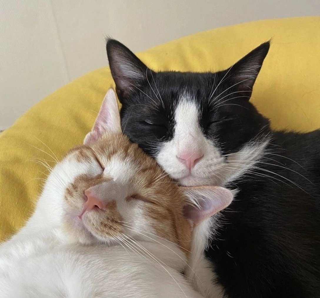 diecinuevedays's tweet photo. 🧡🐱🖤 https://t.co/2fWS2YCqu5