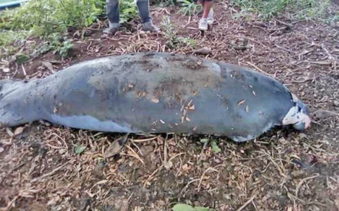 N_CastelblancoM's tweet photo. Más de 110 delfines de agua dulce (de las dos especies) muertos en la Amazonía Brasileña durante la actual temporada seca. A 4,000 km, 34 manatíes son encontrados muertos en Tabasco, México, también en verano (Durante la seca de 2018 murieron 48).

¿Hay conexión? Va hilo. https://t.co/BptmYTDAU8